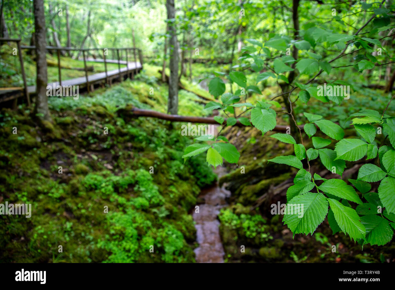 Ponte di legno nella foresta verde. Bella e verde Foglie sugli alberi nella foresta e ponte di legno in Lettonia. Foto Stock