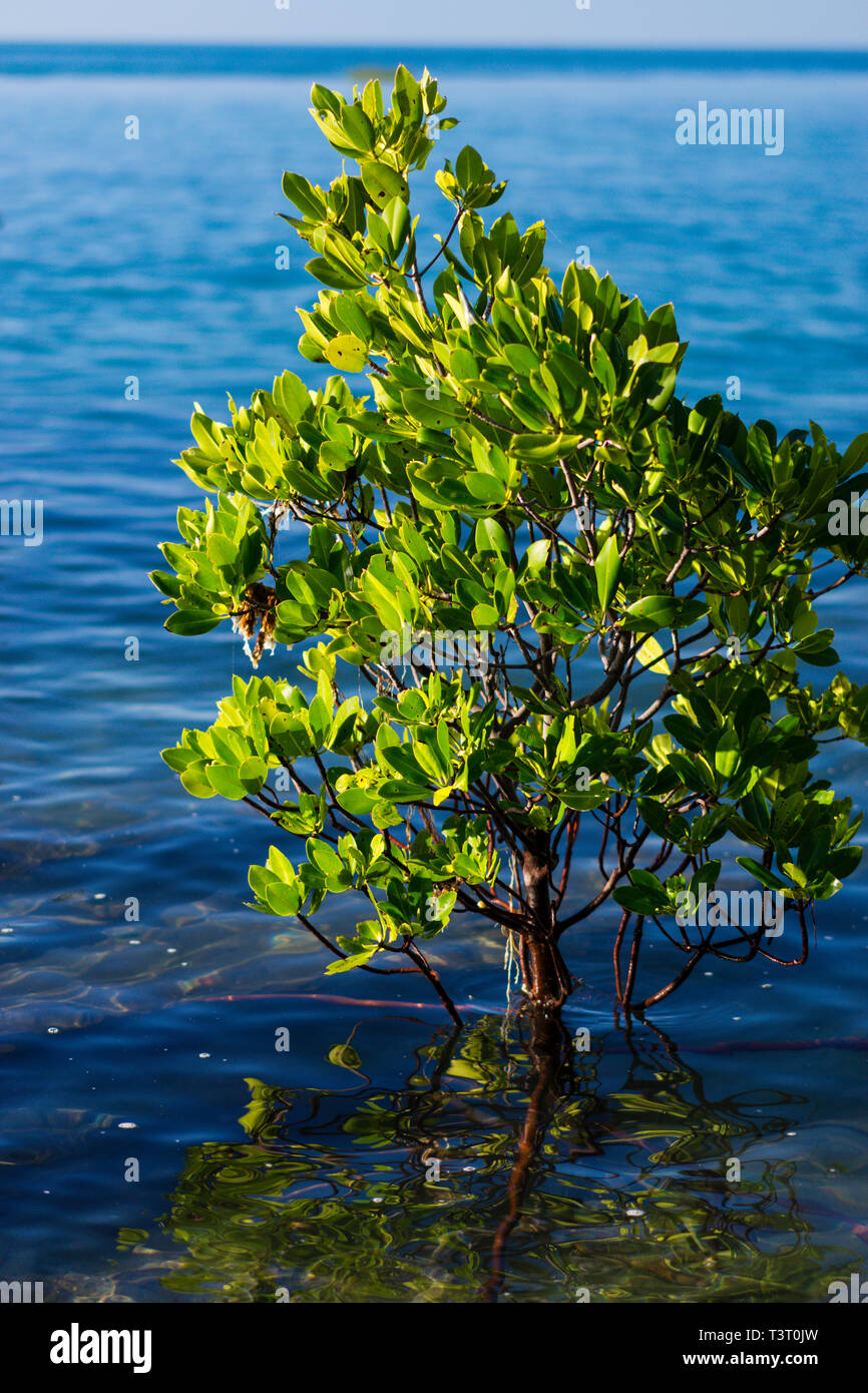 Stilt-radicata mangrovie (Rhizophora stylosa) ad alta marea crescente sulla costa rocciosa Cape Leveque, Australia occidentale Foto Stock