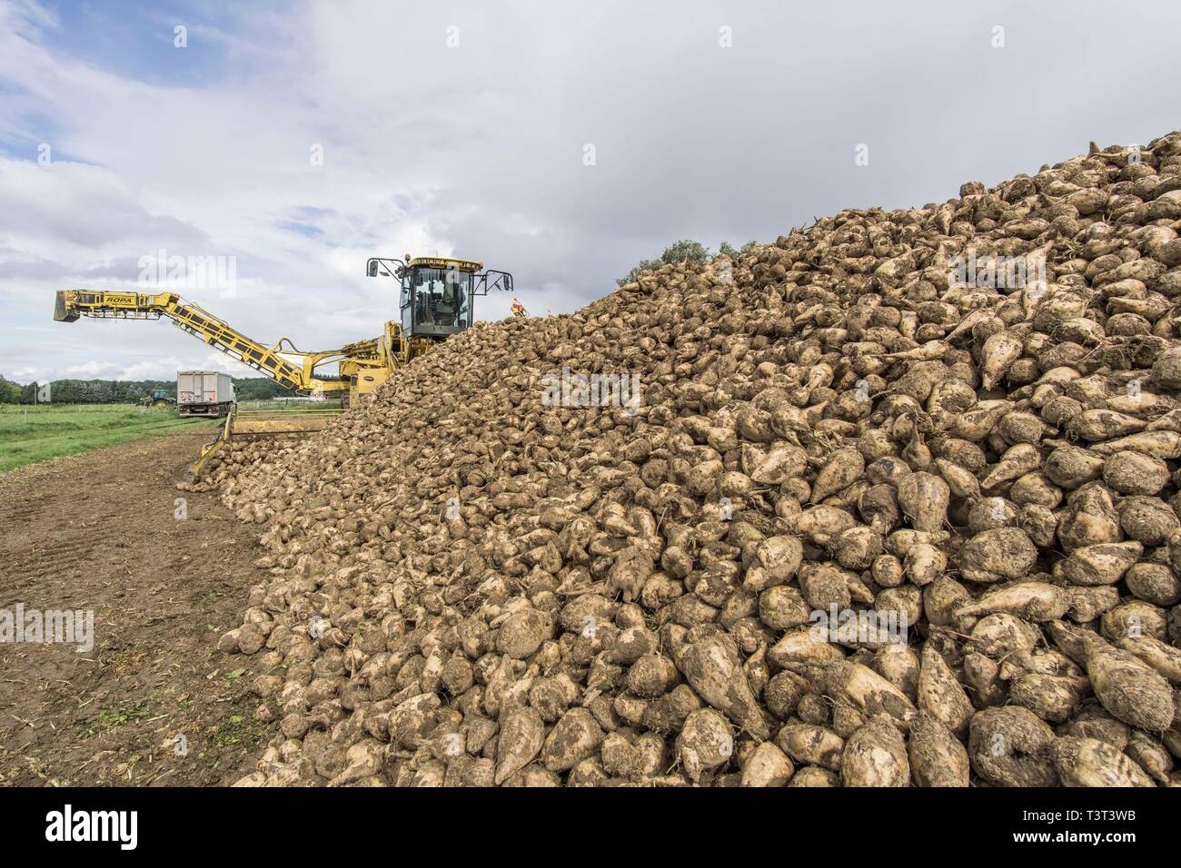 Agricoltura, macchina agricola con raccolte Rutabagas (Brassica napobrassica) nel campo, Nord Reno-Westfalia, Germania Foto Stock