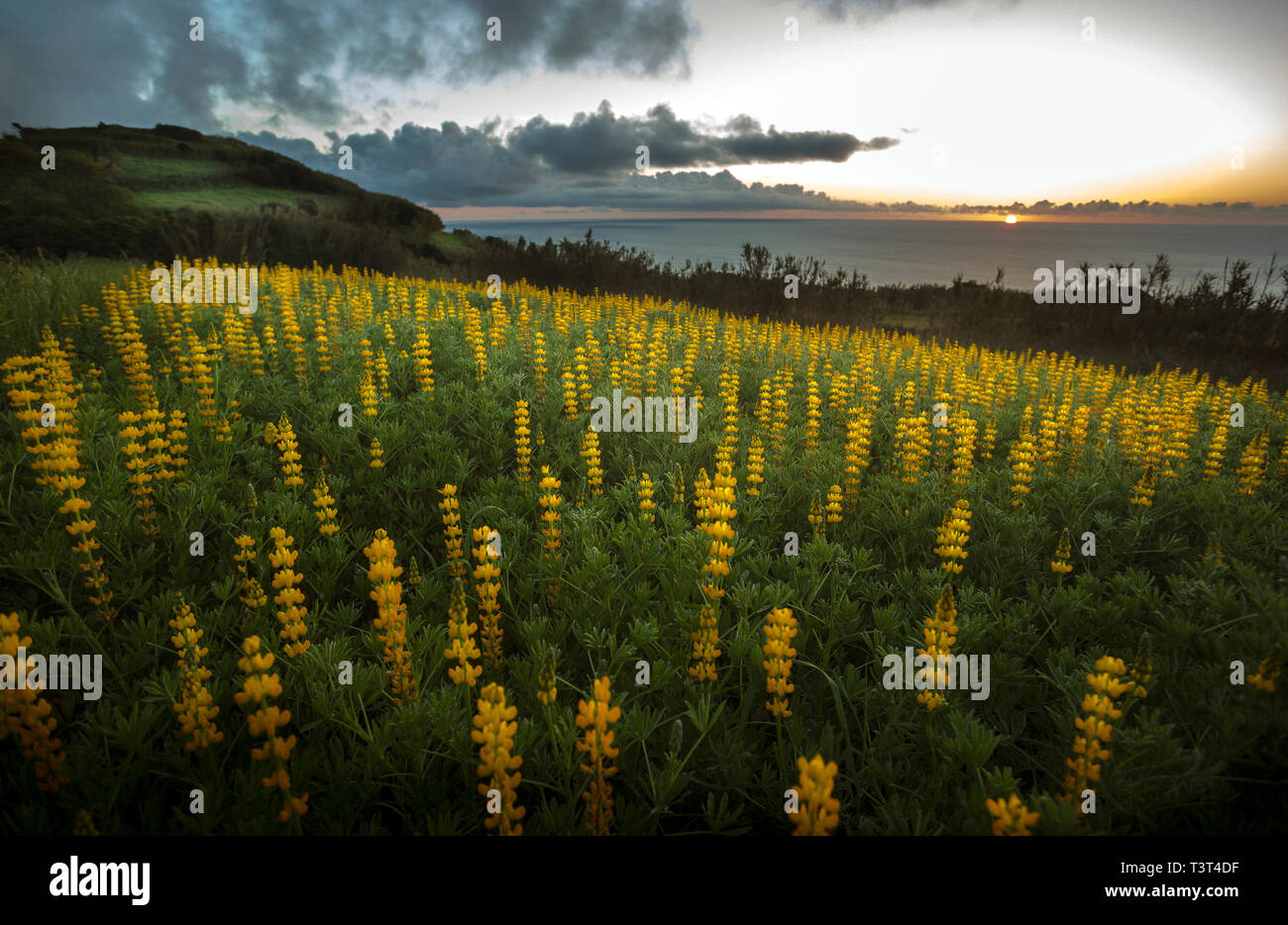 Campo di fiori sulla collina rurale Foto Stock