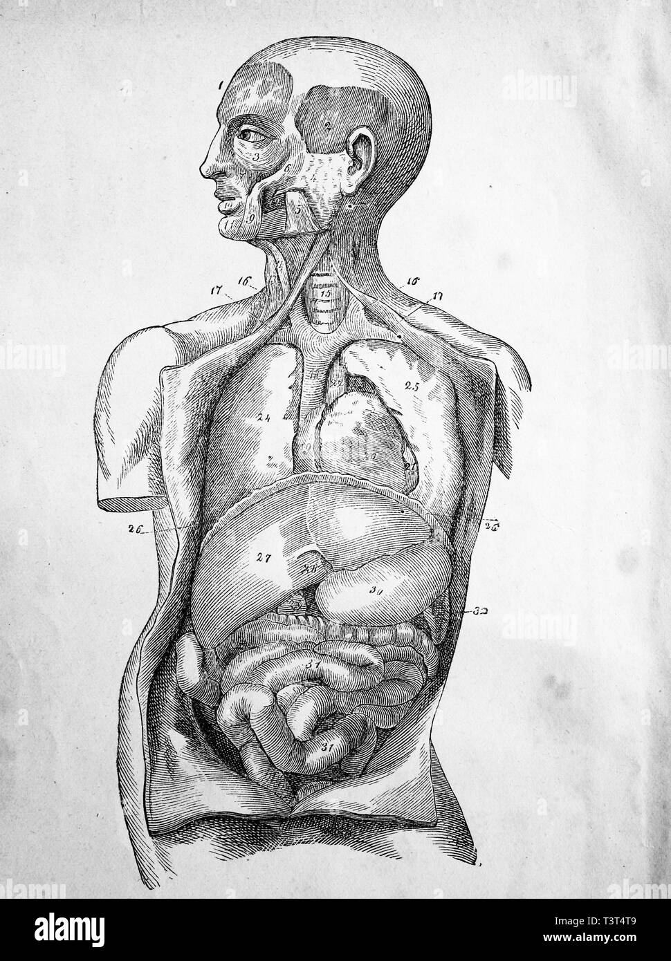 Illustrazione medica di organi umani, 1880, storico xilografia, Germania Foto Stock