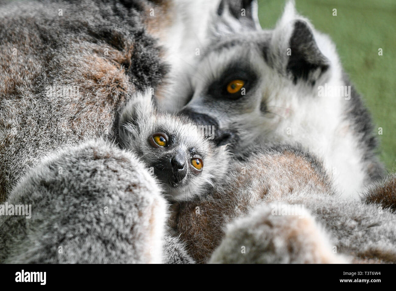 Un anello di baby-tailed lemuri ha un abbraccio da mamma, Ethel, sia come lei e la sorella gemella Mavis hanno consegnato un trio di neonati tra loro per il terzo anno consecutivo a Bristol Zoo Gardens come le suore hanno una storia di sincronizzare le loro nascite poiché essi hanno portato i bambini in tutto il mondo la stessa notte nel 2017. Nel 2018, otto-anno-vecchi fratelli ha dato nascita in soli tre giorni di ogni altro e questo anno Mavis ha dato i natali a un singleton su marzo 31 e Ethel ha dato nascita a due gemelli di giovedì 4 aprile. Picture Data: giovedì 11 aprile, 2019. Foto di credito dovrebbe leggere: Ben Birchall/PA FILO Foto Stock