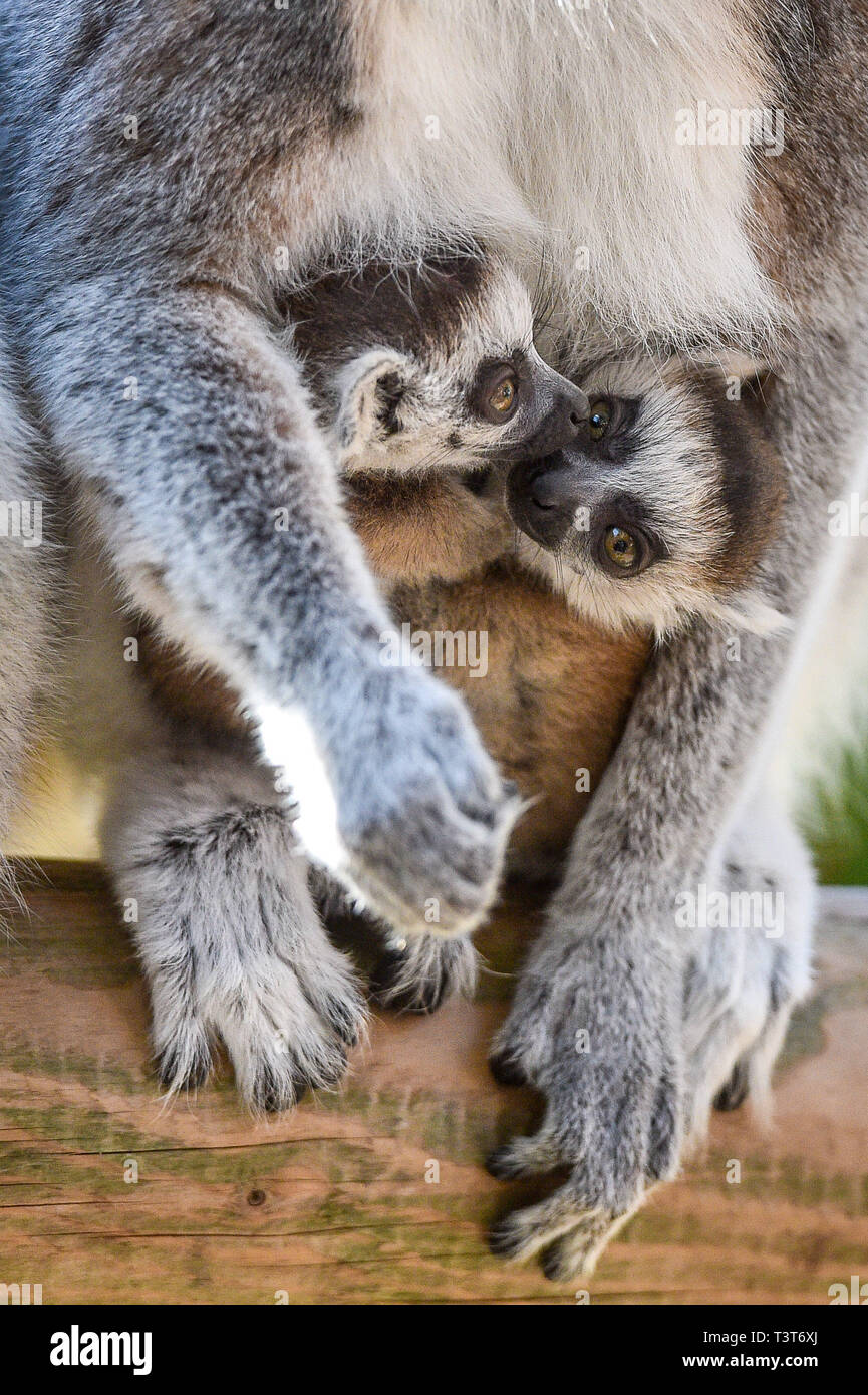 Anello Baby-tailed lemuri si aggrappano alla mamma, Ethel, sia come lei e la sorella gemella Mavis hanno consegnato un trio di neonati tra loro per il terzo anno consecutivo a Bristol Zoo Gardens come le suore hanno una storia di sincronizzare le loro nascite poiché essi hanno portato i bambini in tutto il mondo la stessa notte nel 2017. Nel 2018, otto-anno-vecchi fratelli ha dato nascita in soli tre giorni di ogni altro e questo anno Mavis ha dato i natali a un singleton su marzo 31 e Ethel ha dato nascita a due gemelli di giovedì 4 aprile. Picture Data: giovedì 11 aprile, 2019. Foto di credito dovrebbe leggere: Ben Birchall/PA FILO Foto Stock