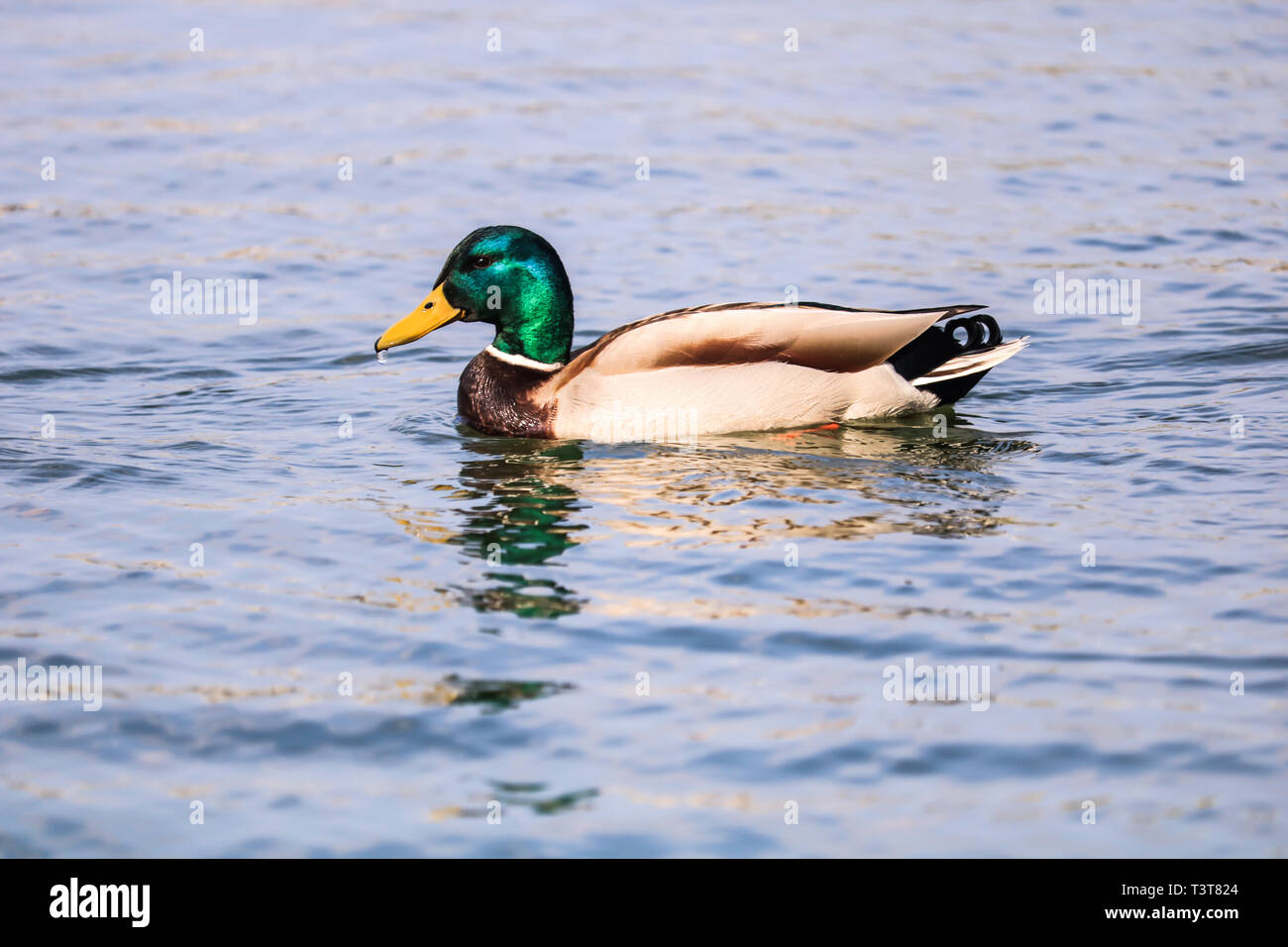 Carino duck galleggiante su un lago. Foto Stock