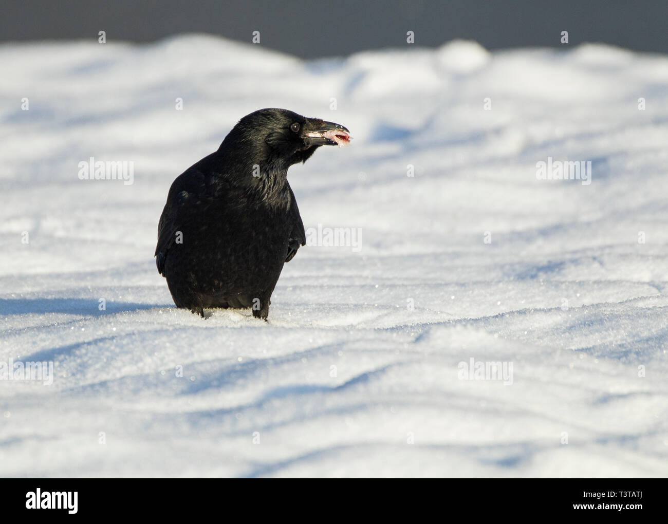 Carrion Crow permanente sulla neve con il cibo nella sua bill Foto Stock