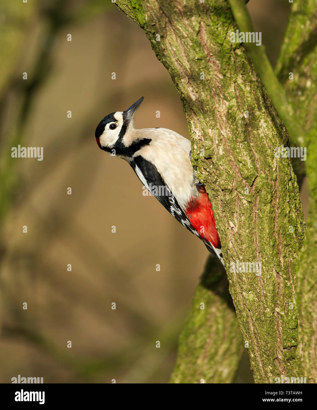 Picchio rosso maggiore aggrappato a un ramo di spessore Foto Stock