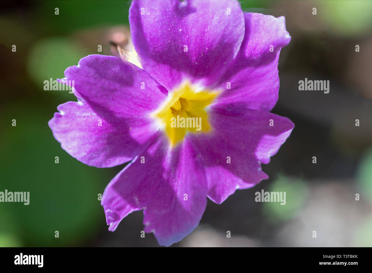 Ripresa macro di un unico viola primrose fiore che mostra molti dettagli come i pistilli Foto Stock