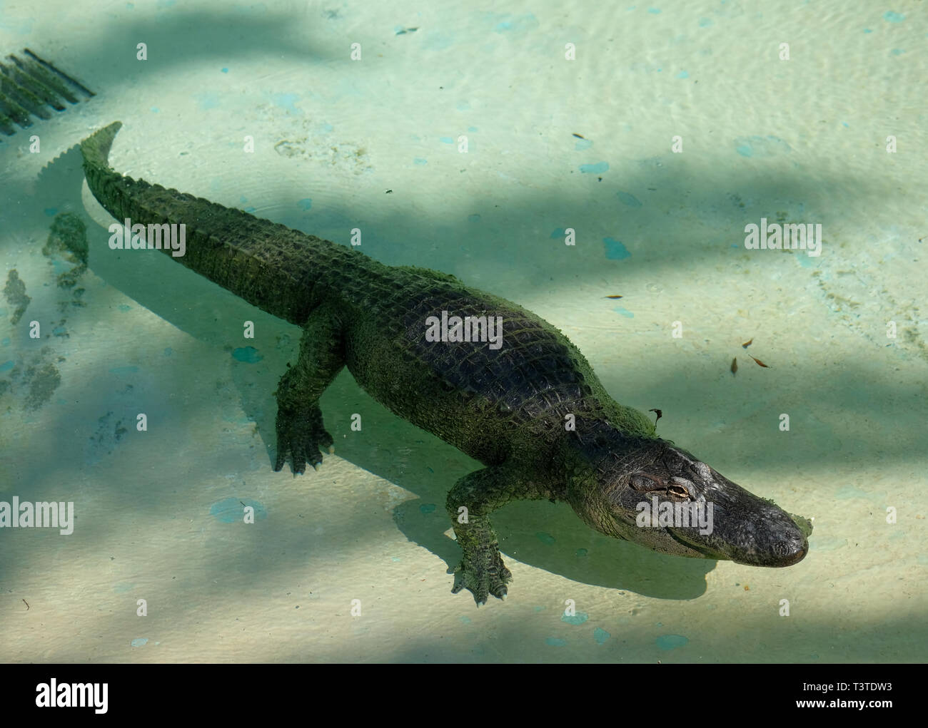 Un enorme coccodrillo adulto in acqua di stagno, foto scattata in Elche safari park, Provincia di Alicante, Spagna, Europa Foto Stock