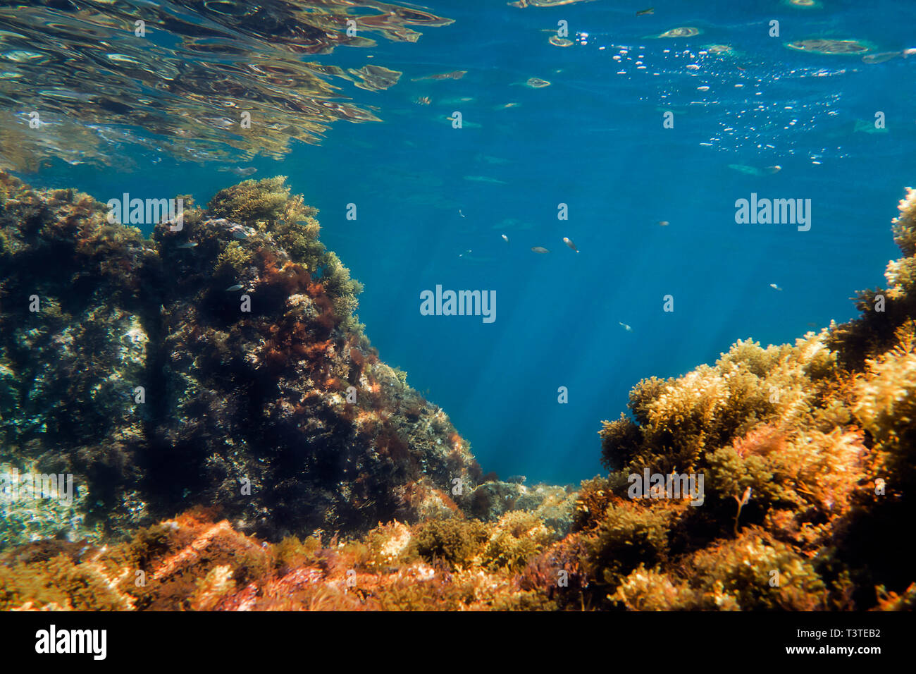 Fondale sfondo, i raggi del sole sono disegnati in acque cristalline in cui ci sono pesci e le rocce piena di alghe vengono riflesse in parentesi Foto Stock