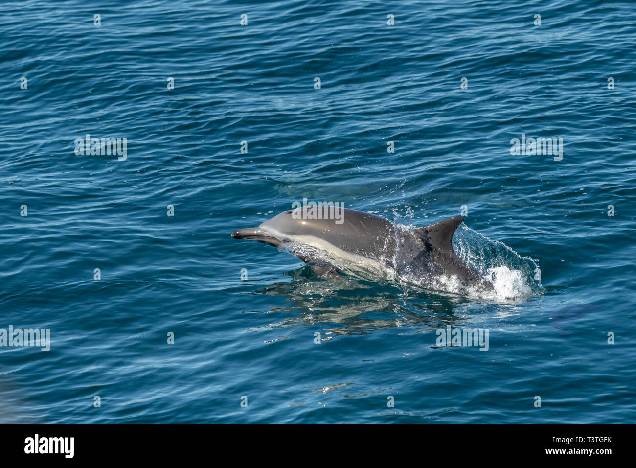 A lungo becco delfino comune (Delphinus capensis) al largo della costa della Baja California, Messico. Foto Stock