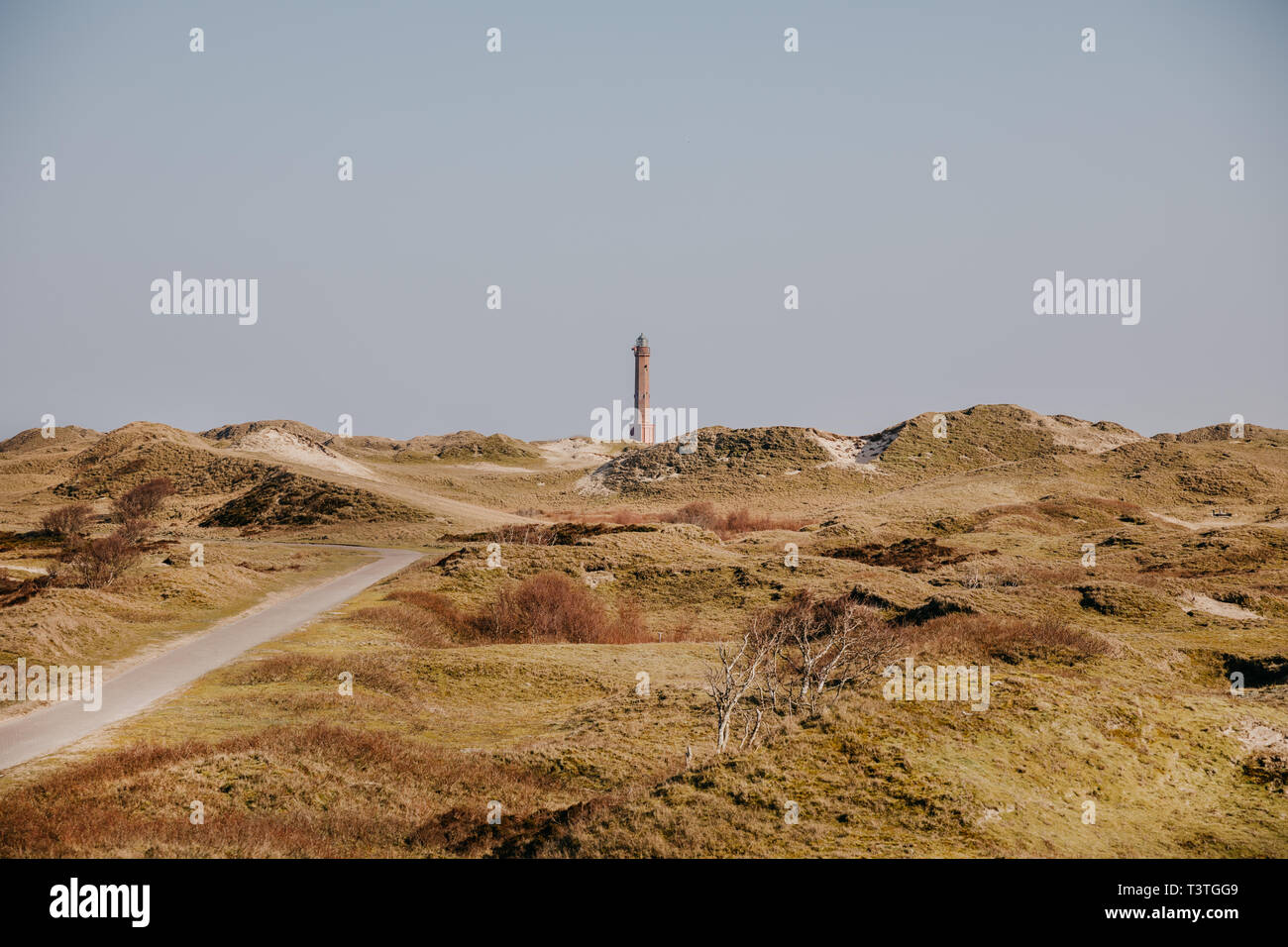 Dünen von Norderney Foto Stock