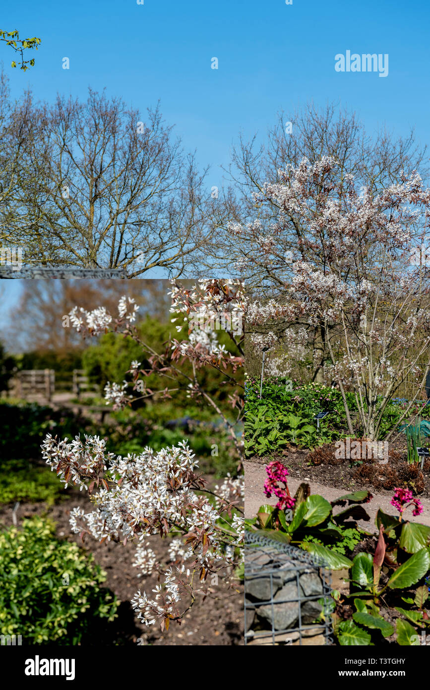 Amelanchier lamarckii, snowy mespilus, juneberry, canadensis. Foto Stock