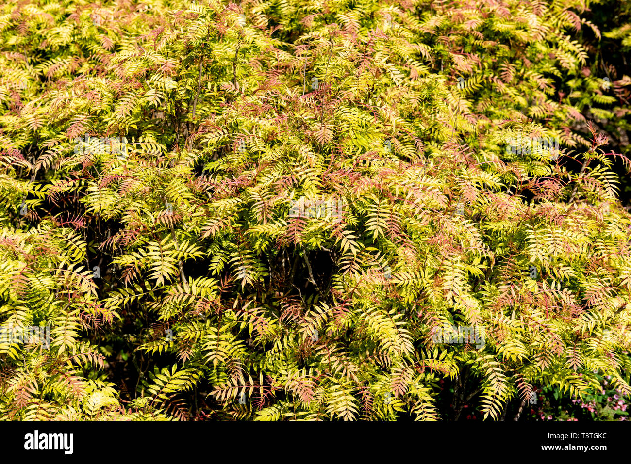 Sorbaria sorbifolia Sem, rosacee. Foglie colorate in primavera. Foto Stock