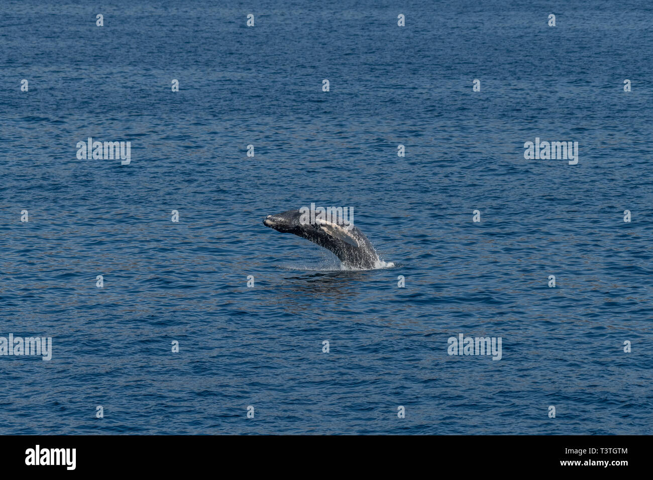 Humpback Whale (Megaptera novaeangliae) violare al largo della costa della Baja California, Messico. Foto Stock