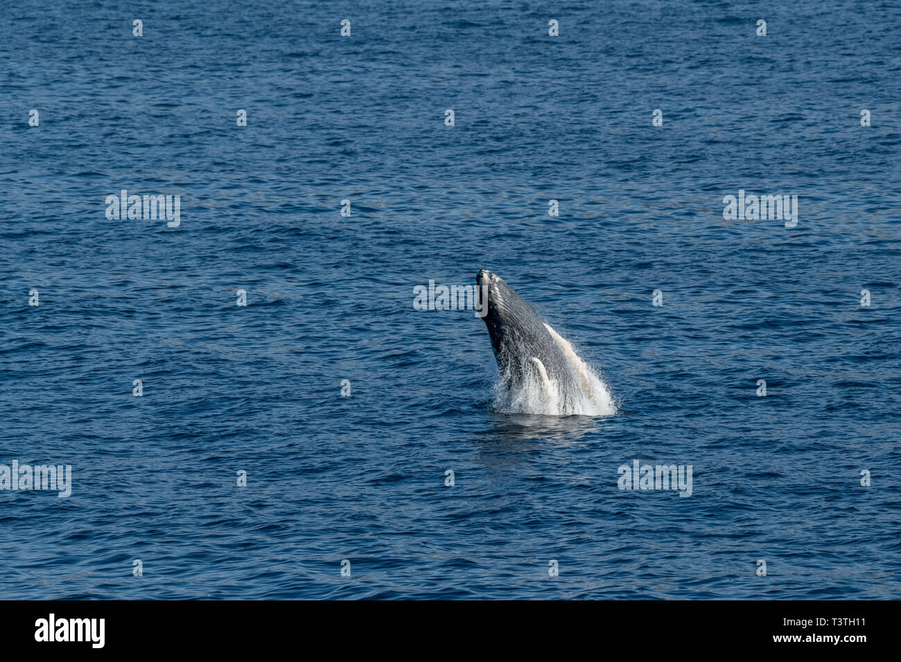 Humpback Whale (Megaptera novaeangliae) violare al largo della costa della Baja California, Messico. Foto Stock