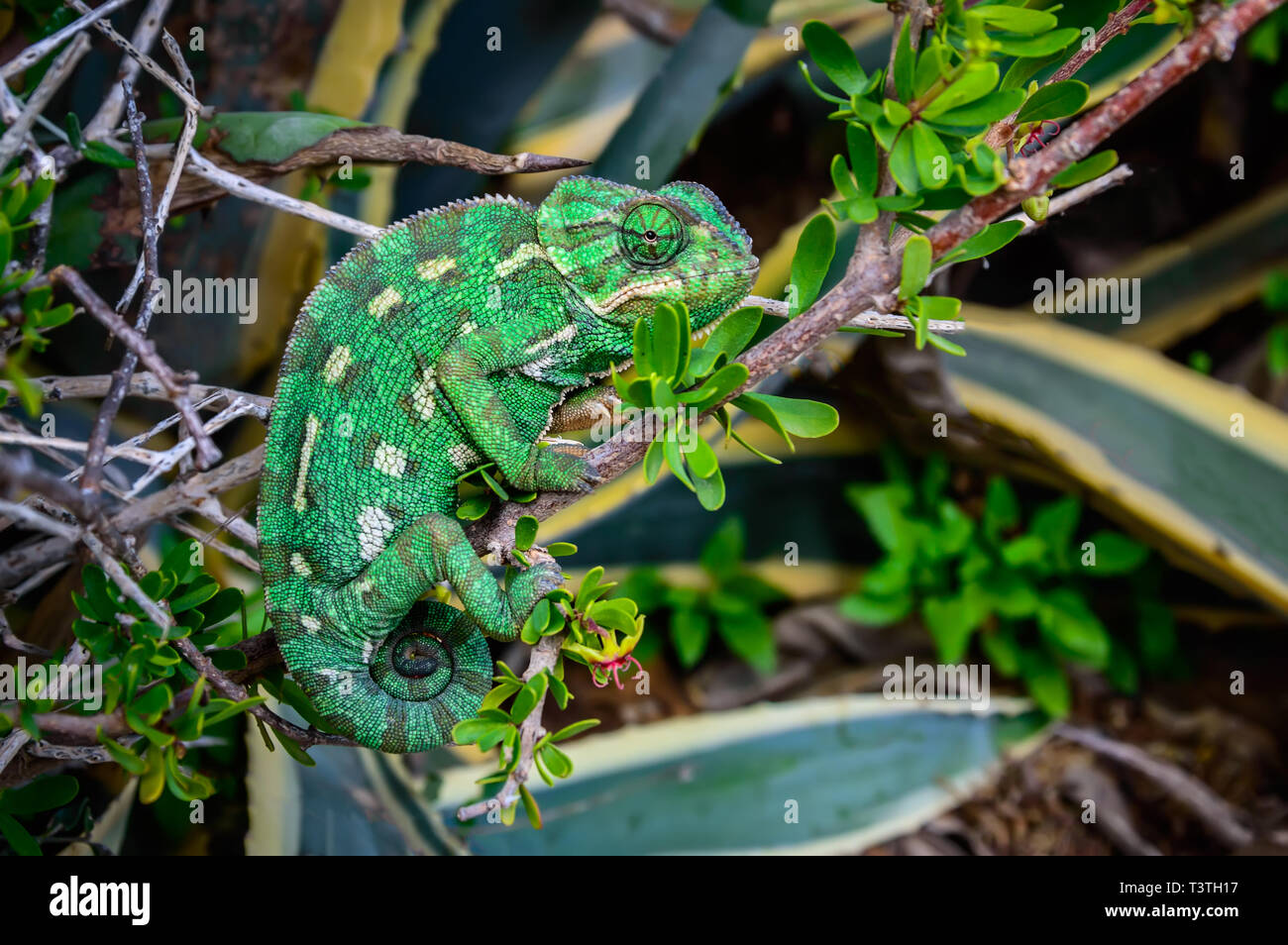 Wild verde mediterraneo Chameleon o Camaleonte Comune - Chamaeleo chamaeleon - in boccole, Malta Foto Stock