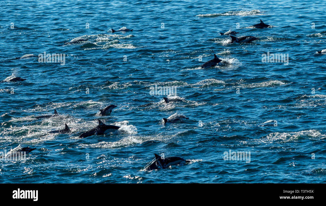 Pod di lungo becco delfino comune (Delphinus capensis) al largo della costa della Baja California, Messico. Foto Stock