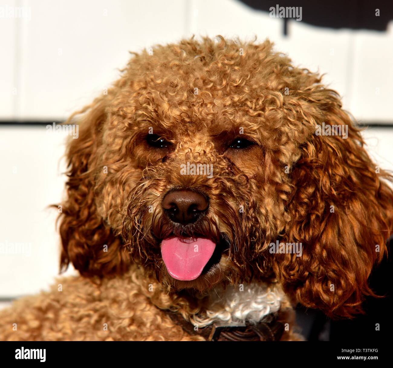 Cockapoo cane, seduti al sole caldo,lingua pendente in fuori Foto Stock