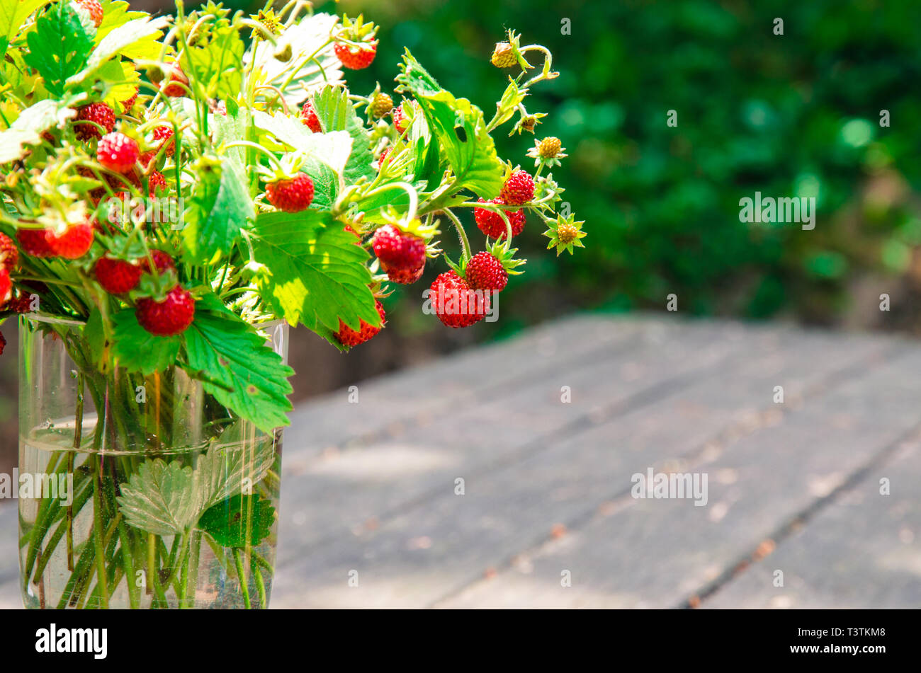 Foresta rosso fragola con foglie verdi in un bicchiere Foto Stock