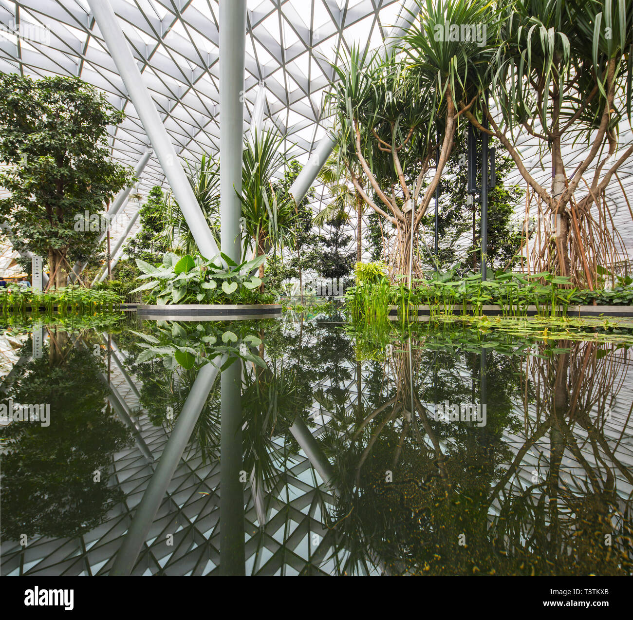 Formato quadrato, parco a baldacchino verde interno, riflessione sull'acqua, Jewel Changi Airport, Singapore Foto Stock