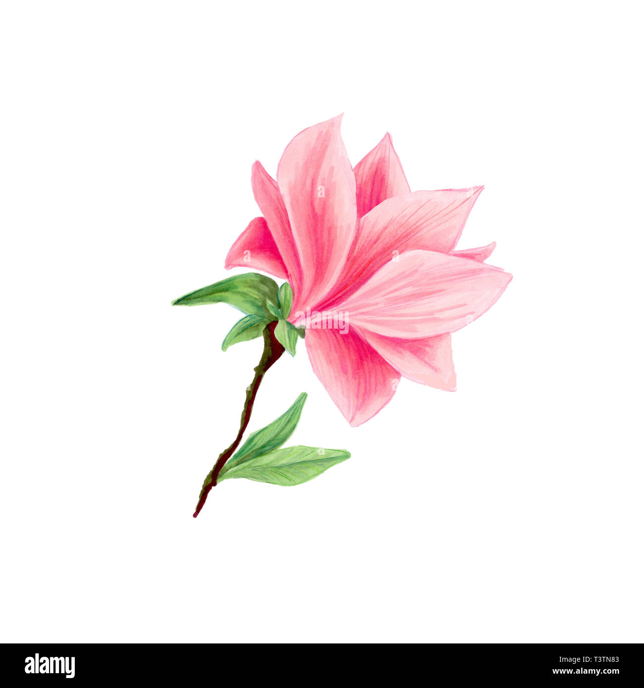 Fiore Di Magnolia In Fiore Bellissimo Filiale Per Il Logo Design Illustrazioni Isolate Set Rosa Bozzetto Floreale Di Disegni La Molla Blossom Realistico Cliparts Matita Di Fiori Di Campo Texture Foto Stock