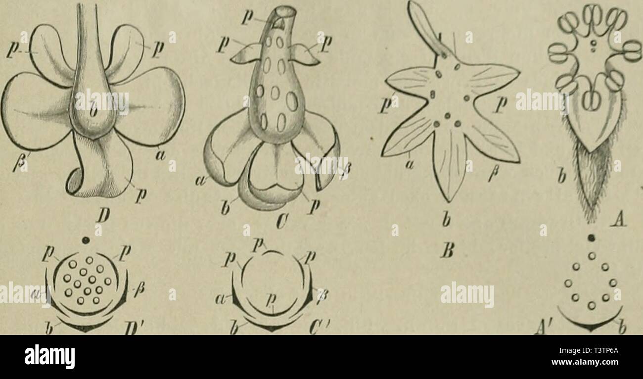 Immagine di archivio da pagina 30 del die Natürlichen Pflanzenfamilien nebst. Die Natürlichen Pflanzenfamilien : nebst ihren Gattungen und wichtigeren Arten, insbesondere den Nutzpflanzen dienatrlichenp31engl Anno: 1887-1909. Fig. 19. (5 Bl- der J. UN Flatycarya strobilaceci S. et Z.; S Engelhardtia spicata beato; C Pterocarya fraxinifolia (Lara). Spacli; D Juglans regia L.; E Carya alba Nutt. Un' C ecc. Schema. - 6 Tragblatt; i, j? Vorblätter; p Blutenhülle. - (Alles nacli Eicbler, Blütendi;igramme 11. Fig. i:j, und nach Casimiro de c'andolle, Annales d. sc. nat. 4. sör. tom. XVIII. pl. 2-0). Foto Stock