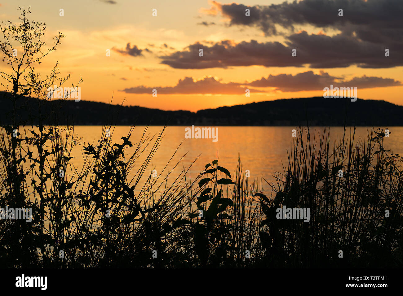 Sagome di piante in primo piano come il tramonto aggiunge un bel bagliore dorato per il cielo di sera, il fiume Hudson Valley, Upstate New York, NY Foto Stock