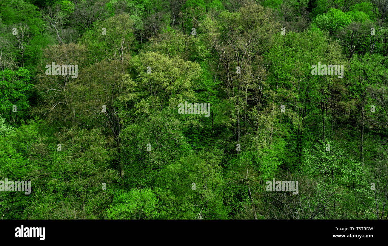 Verde foresta di alberi di sfondo. Foto Stock