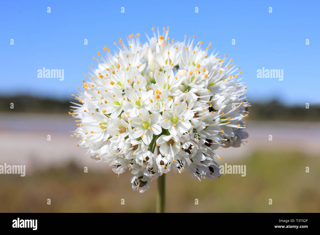 Fiore bianco, Colonia Sant Jordi a Maiorca, SPAGNA Foto Stock