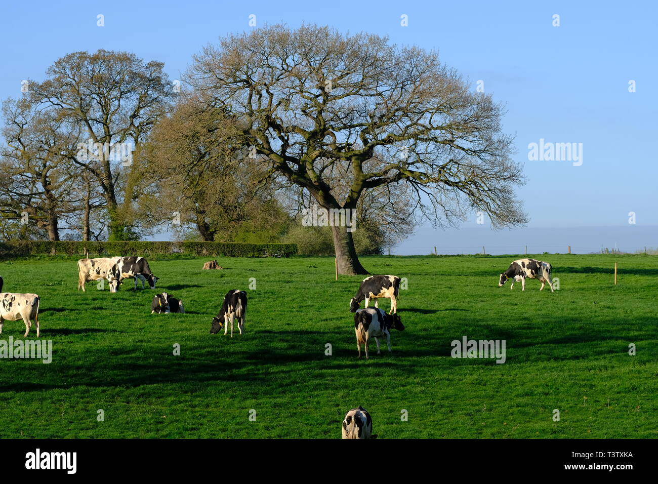 Cheshire, mucche da latte, Cheshire Grassland, Latticini fattoria, scena rurale, Holstein, Frisian, mandria, attività di fattoria, Agricoltura, bovini, bestiame, mungitura. Foto Stock