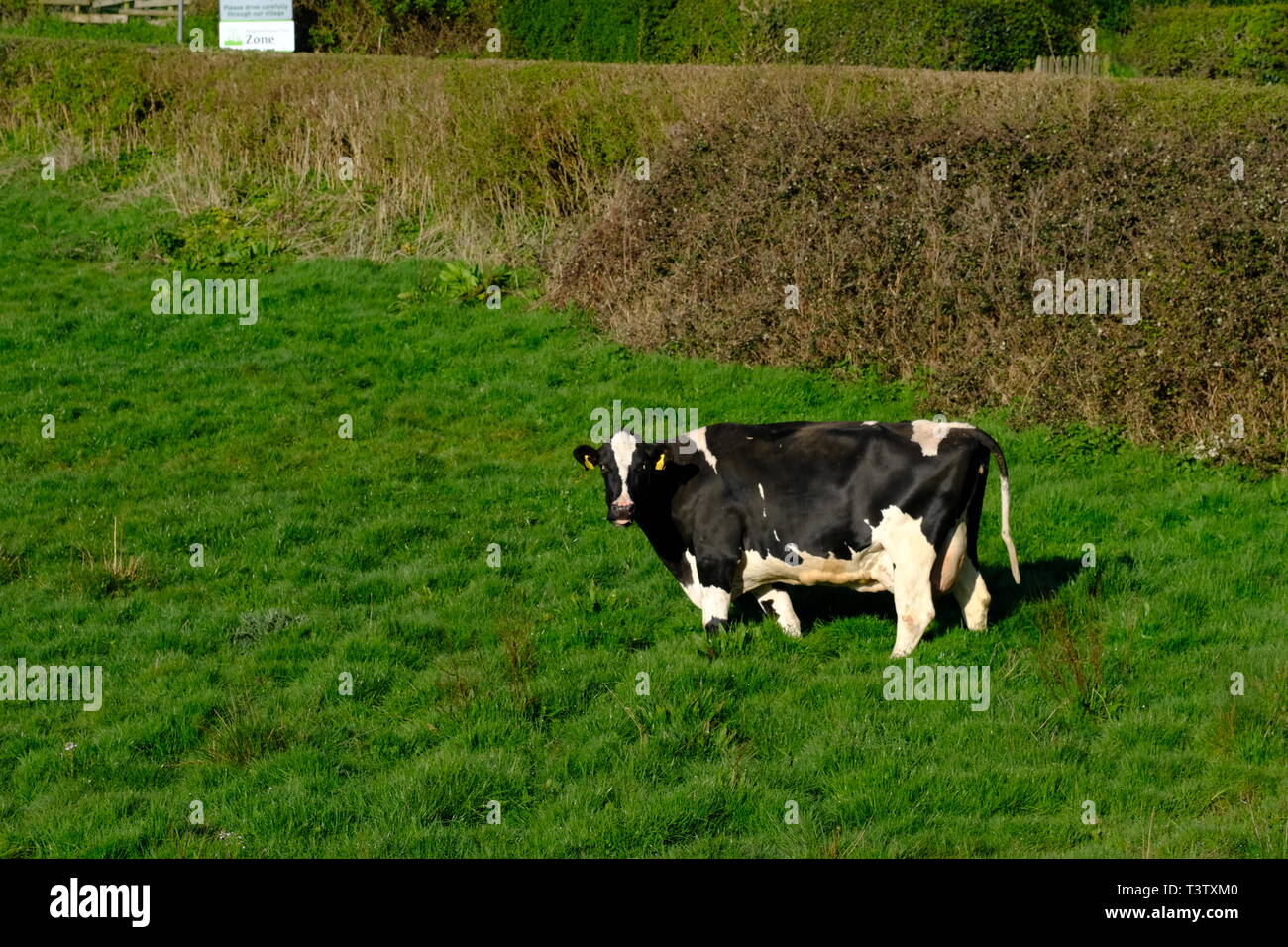 Cheshire, mucche da latte, Cheshire Grassland, Latticini fattoria, scena rurale, Holstein, Frisian, mandria, attività di fattoria, Agricoltura, bovini, bestiame, mungitura. Foto Stock