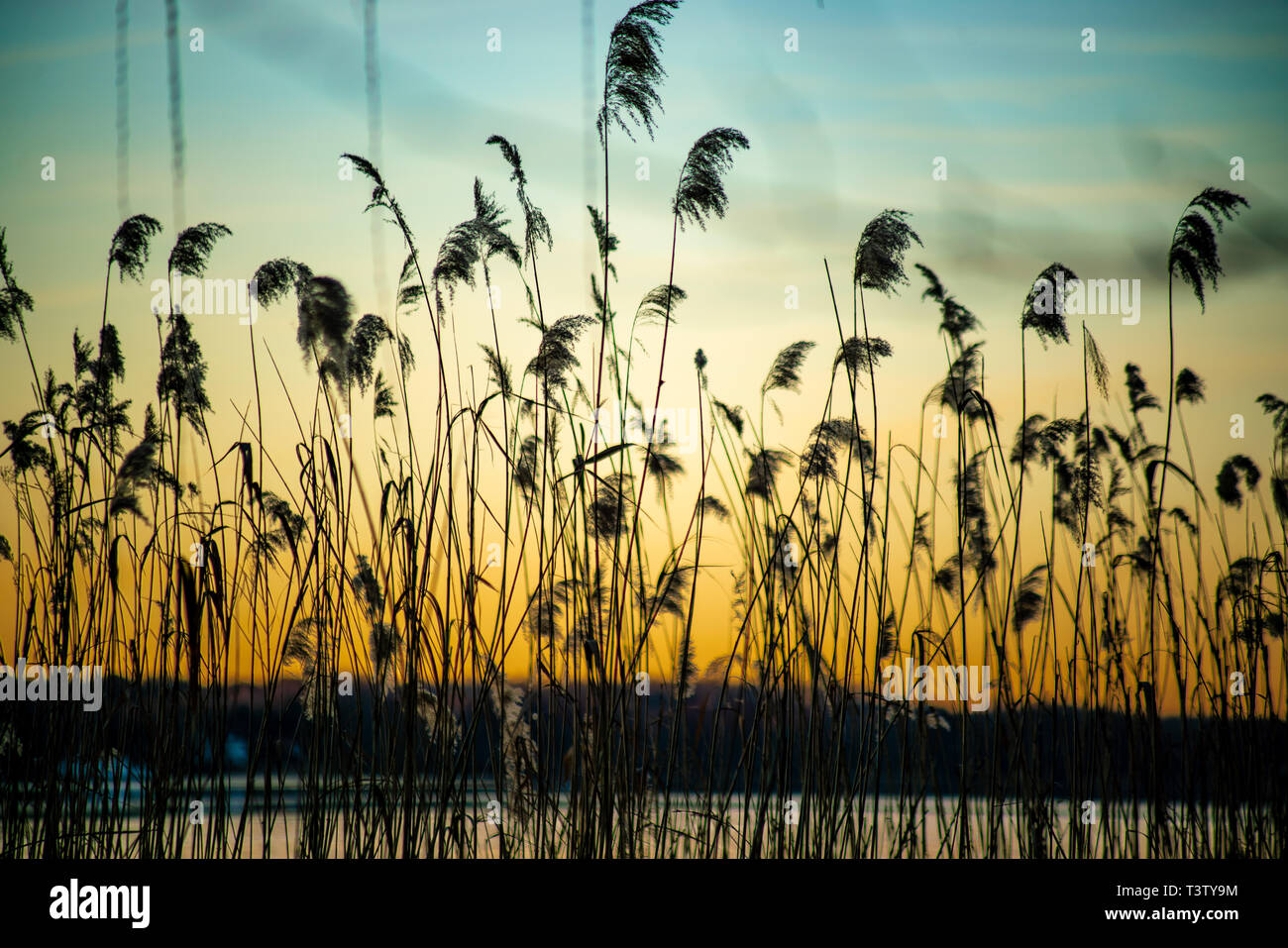 Sagome di erbe in fiore in primo piano con un tramonto in background Foto Stock