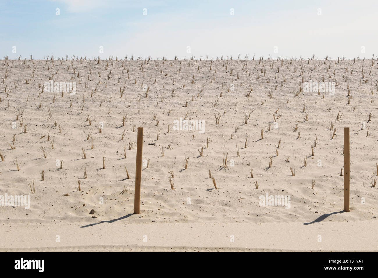 Costruzione di nuove dune spiaggia per la conservazione e il restauro, Lavalette, New Jersey, STATI UNITI D'AMERICA Foto Stock