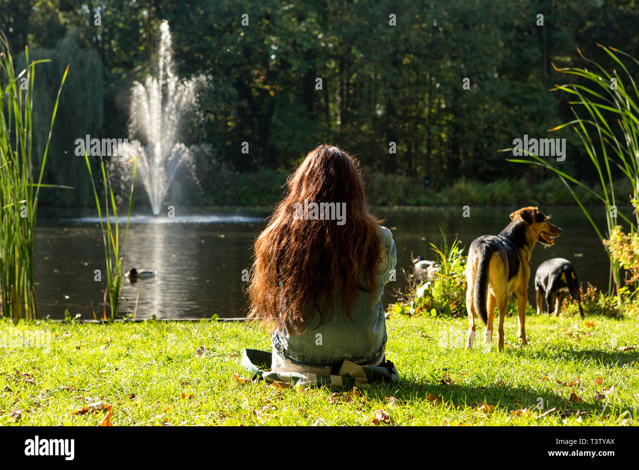 Una ragazza rilassante nell'erba sul lato di un laghetto con 2 cani nei Paesi Bassi. Foto Stock