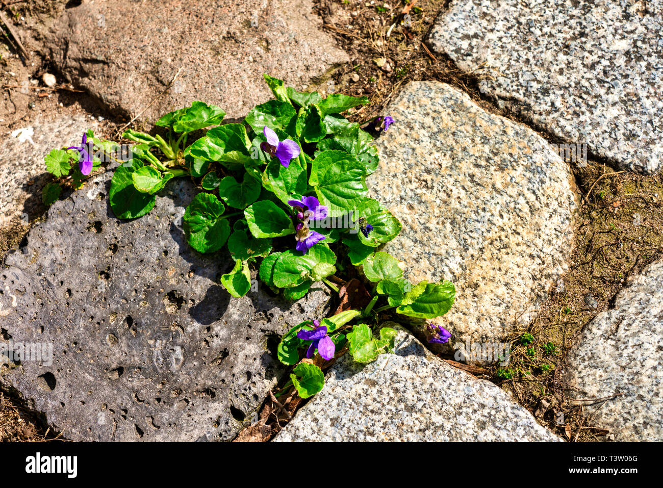 Viola selvatica tra le pietre di un marciapiede; erbacce Foto Stock