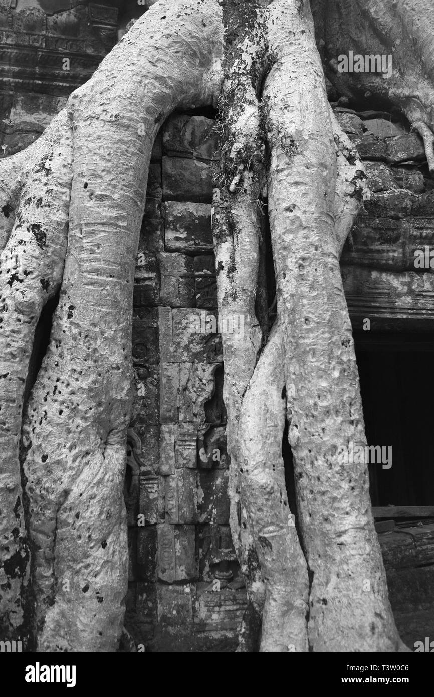 Radici di Tetrameles nudiflora, noto come "Tomb Raider Tree", di invadere un muro del cortile interno, Ta Prohm, Angkor, Siem Reap, Cambogia. B/W Foto Stock