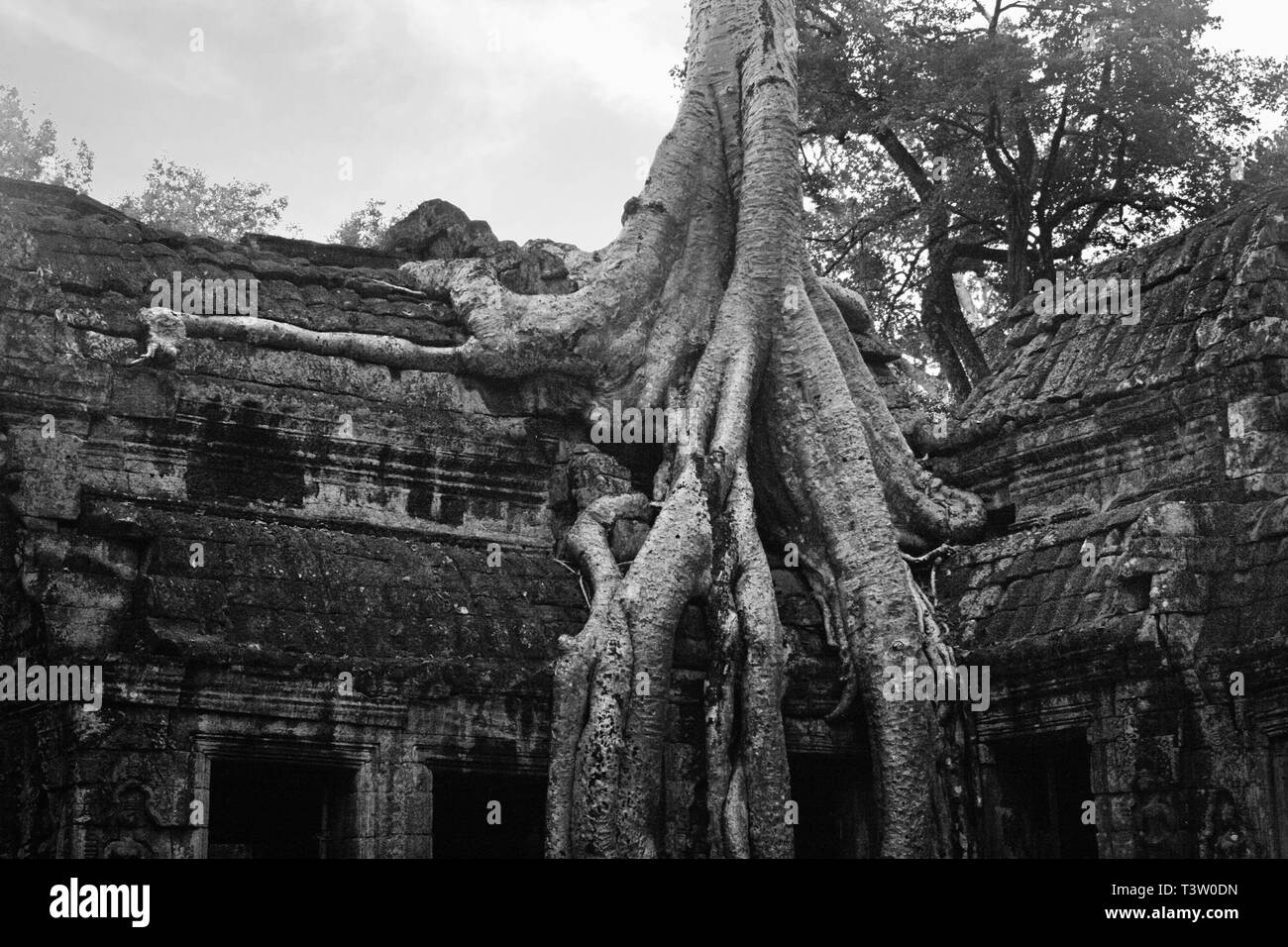 Radici di Tetrameles nudiflora, noto come "Tomb Raider Tree", di invadere un muro del cortile interno, Ta Prohm, Angkor, Siem Reap, Cambogia. B/W Foto Stock