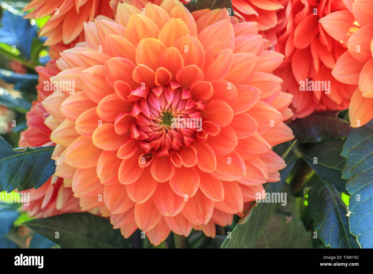 Close up dahlia fiori Foto Stock