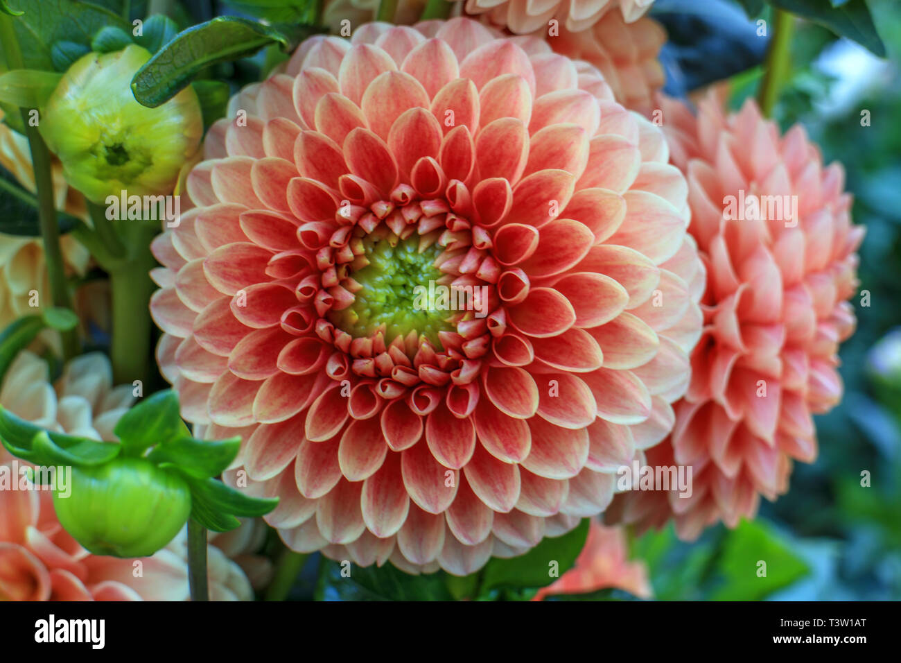 Close up dahlia fiori Foto Stock