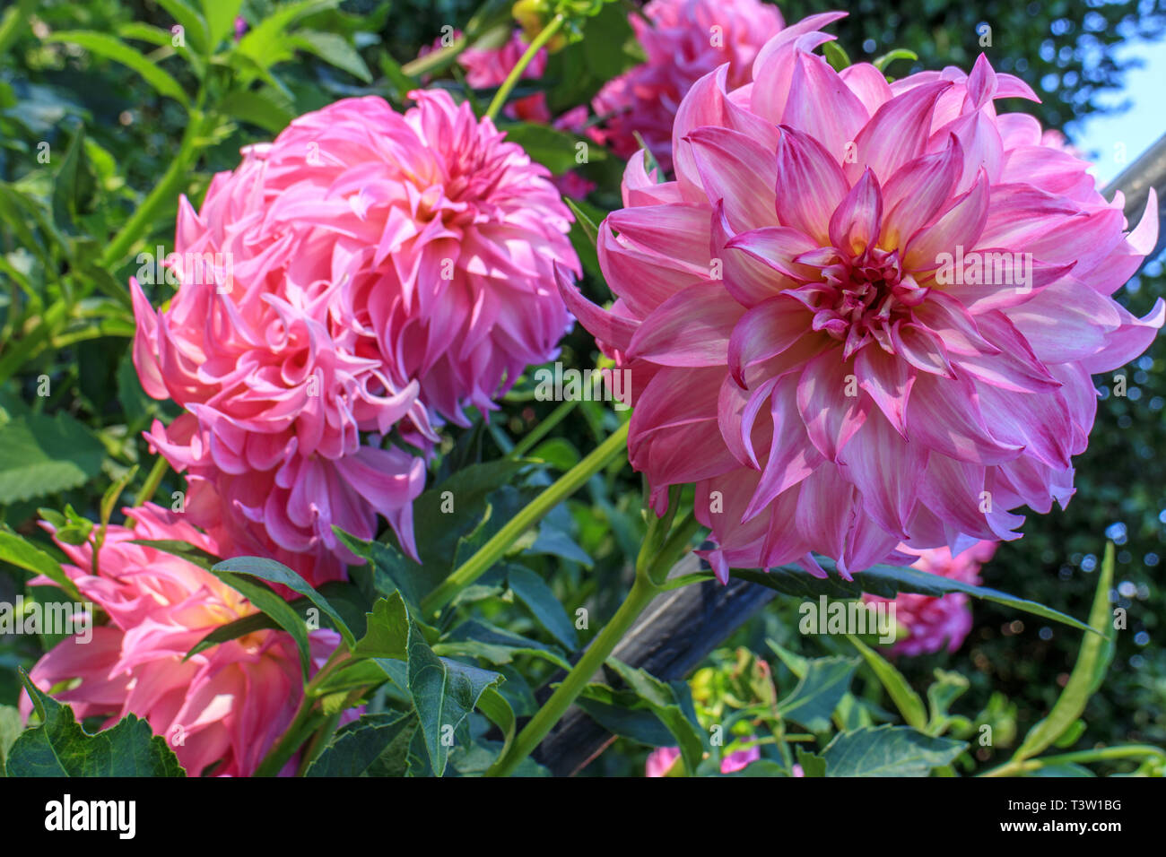 Close up dahlia fiori Foto Stock