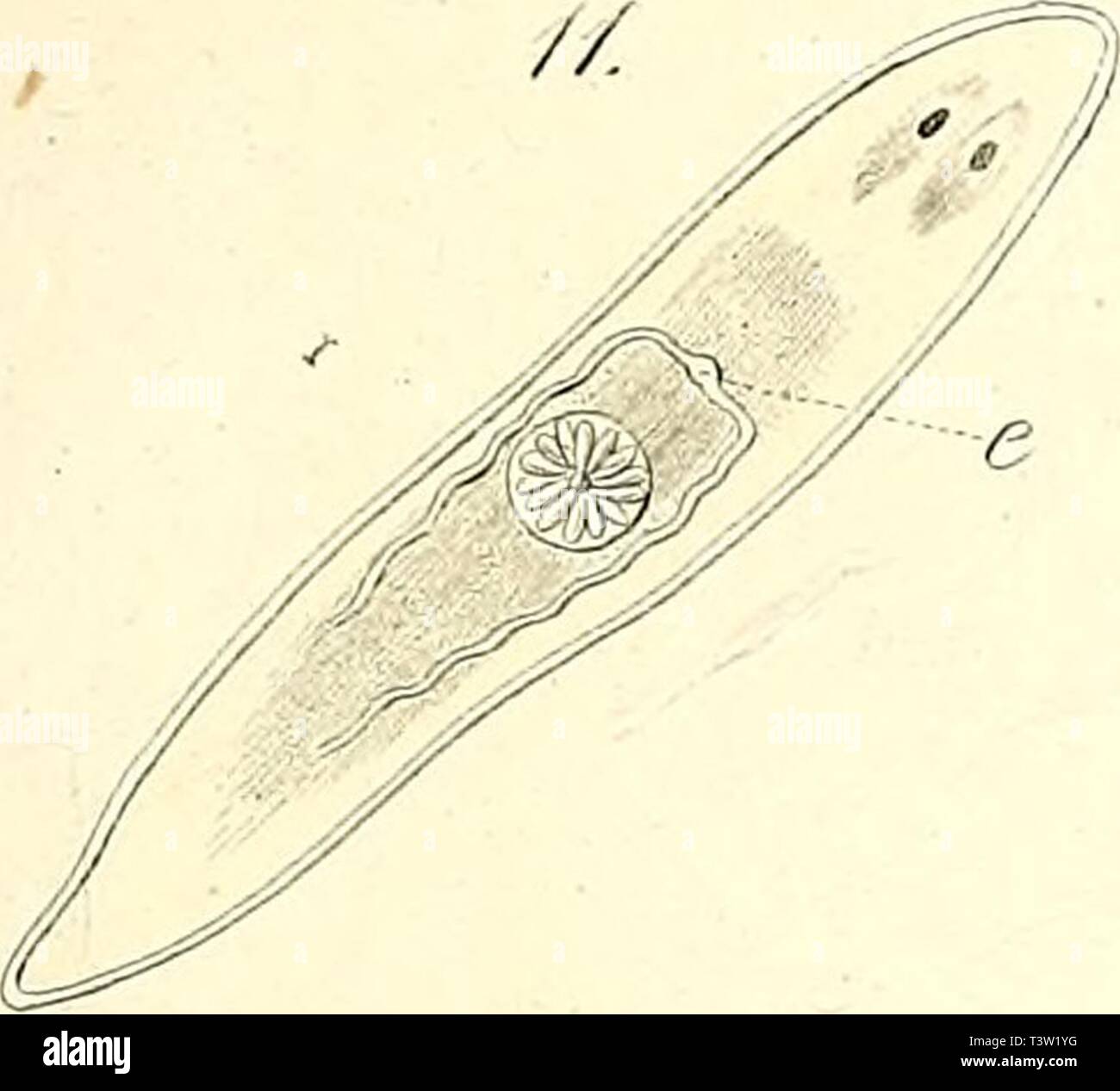 Immagine di archivio da pagina 82 del die rhabdocoelen strudelwürmer (rhabdocoela Turbellaria) Foto Stock