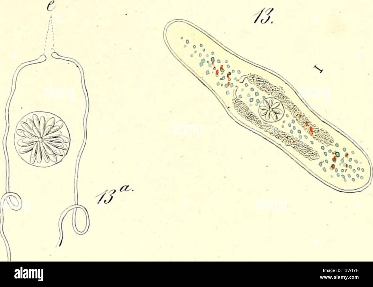 Immagine di archivio da pagina 82 del die rhabdocoelen strudelwürmer (rhabdocoela Turbellaria) Foto Stock