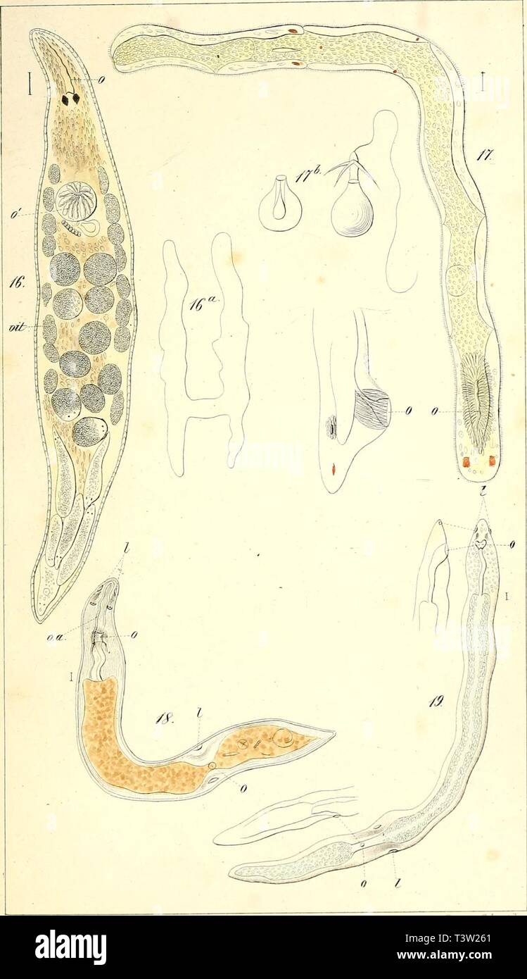 Immagine di archivio da pagina 84 del die rhabdocoelen strudelwürmer (rhabdocoela Turbellaria) Foto Stock