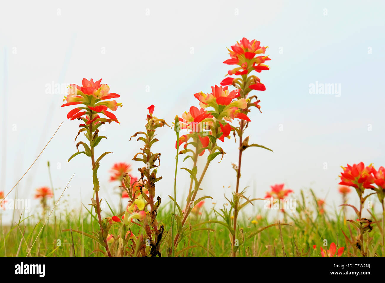 Texas Indian Paintbrush, castilleja indivisa; membro dell'Scrophulariaceae, bocca di leone famiglia; in primavera i fiori selvatici nella campagna del Texas. Foto Stock