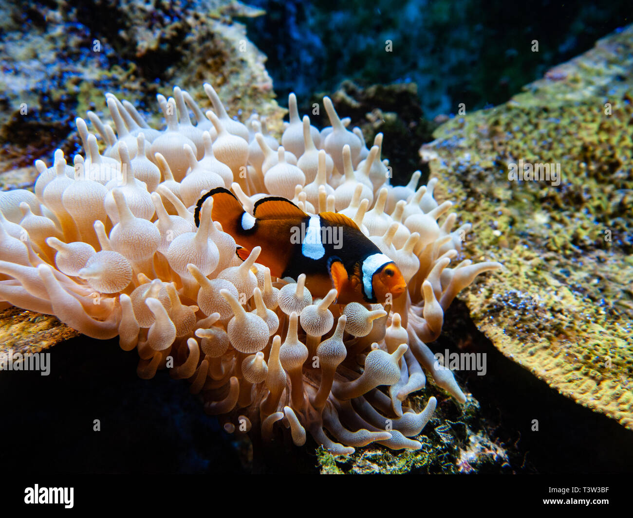 Clownfish / pesce di anemone (Amphiprioninae) su un anemone Foto Stock