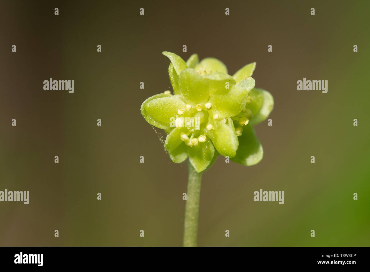 Primo piano di un moschatel primavera fiore selvatico, chiamato anche orologio del municipio (Adoxa moschatellina), Regno Unito Foto Stock