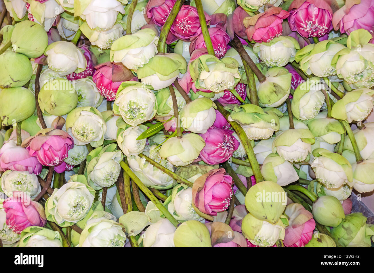 Fiori di loto (Nelumbo nucifera), noto anche come Indian lotus, sacro lotus, fagiolo di India, fagiolo egiziano o acqua giglio, stabilite in un cambogiano buddh Foto Stock