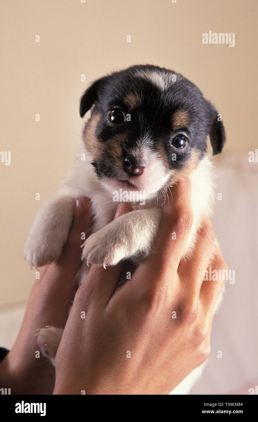 Cucciolo di cane appena nato immagini e fotografie stock ad alta