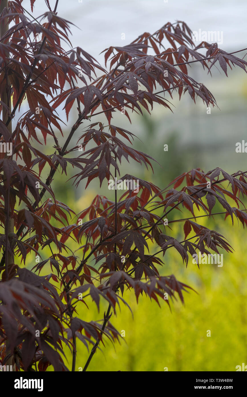 Elegante Giapponese in stile zen di alberi di bamboo scuro dello sfondo foglie rosso brillante contro lo sfondo di colore verde Foto Stock