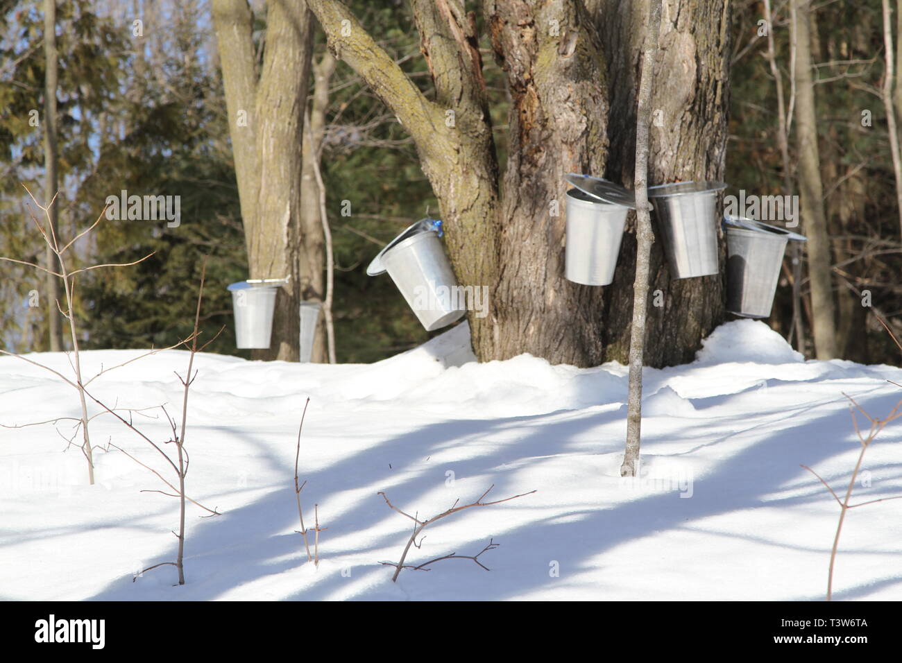 Secchi su un albero di acero per la raccolta di SAP in primavera Foto Stock